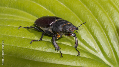 big black beetle on a green leaf