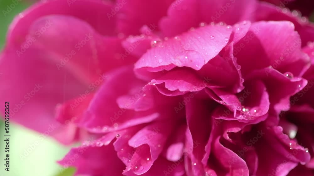 Beautiful Peonies flowers under rain. Nature backdrop. Raindrops falls on pink spring Paeonia flower. Floral background. Branches of flowering blossoming peony. Raining. Blooming flowers. Close up Beautiful Peonies flowers under rain. Nature backdrop. Raindrops falls on pink spring Paeonia flower. Floral background. Branches of flowering blossoming peony. Raining. Blooming flowers. Close up