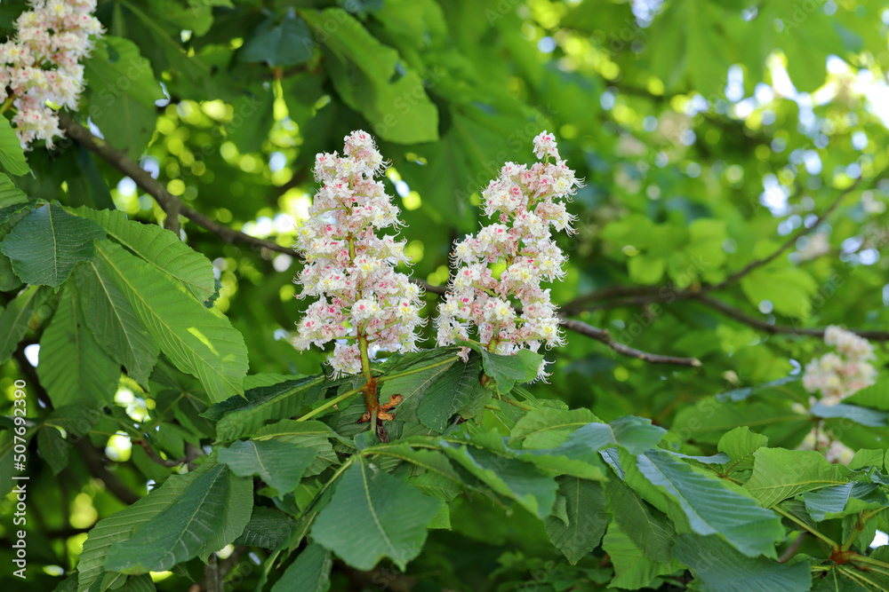 Horse Chestnut Tree Flower (Aesculus hippocastanum) Horse Chestnut Tree Flower (Aesculus hippocastanum)