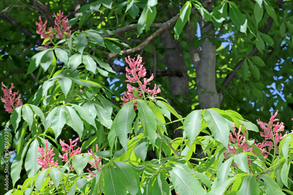 Flowering red Horse-Chestnut tree, Aesculus Carne Flowering red Horse-Chestnut tree, Aesculus Carne