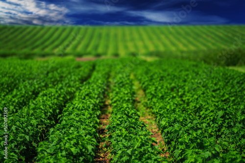 Row of blackcurrant bushes on a summer farm in sunny day. Location place of Ukraine  Europe. Scenic image of agrarian land. Selective focus in the foreground