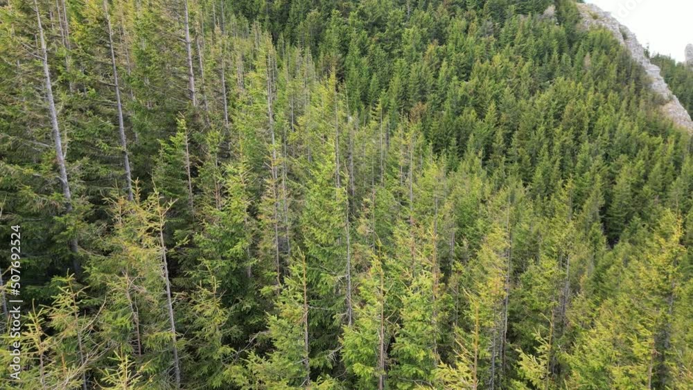 flying over forest with trees in the mountain flying over forest with trees in the mountain