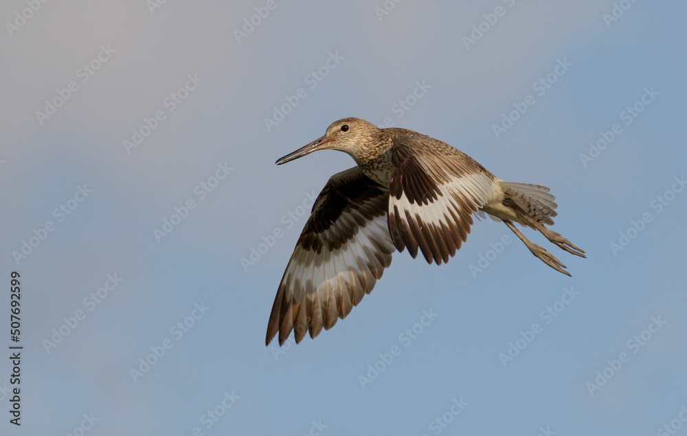 Obraz premium Willet (Tringa semipalmata) flying, Galveston, Texas, USA