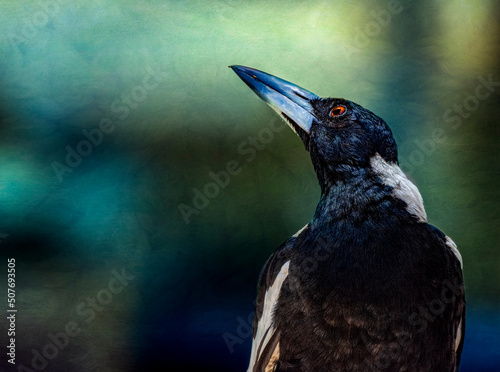 Close up of an australian magpie (Gymnorhina tibicen), Australia photo