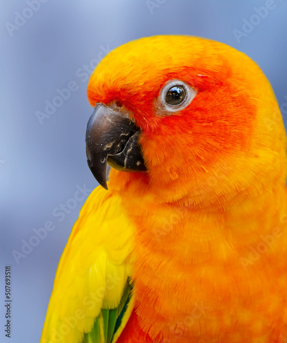 Close-Up portrait of a sun conure parrot, Australia photo