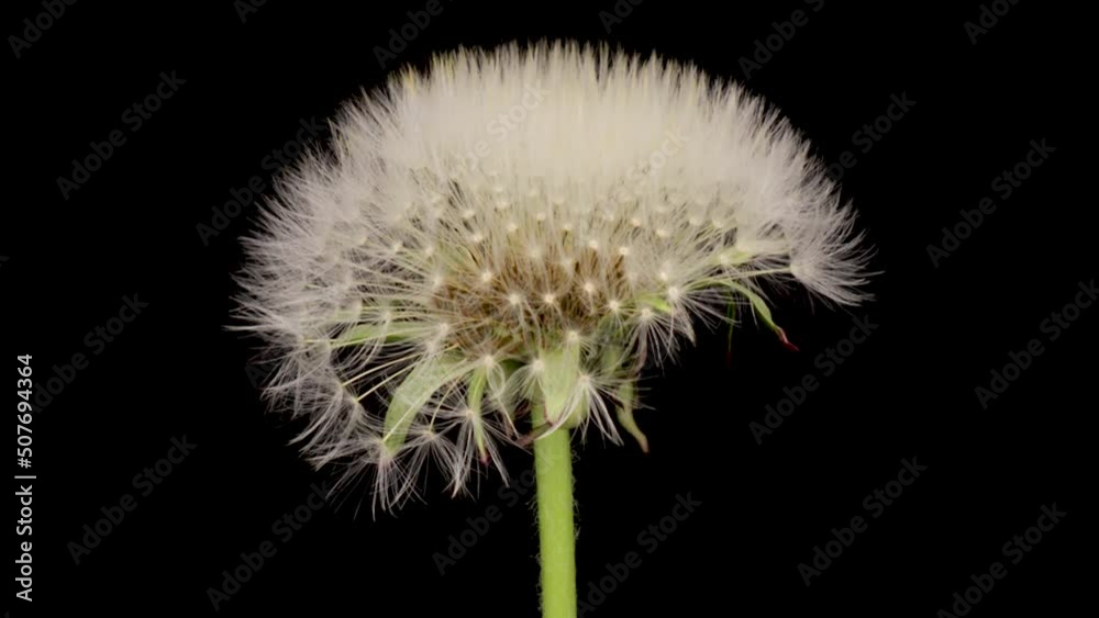 Time lapse of dandelion opening against a black background.