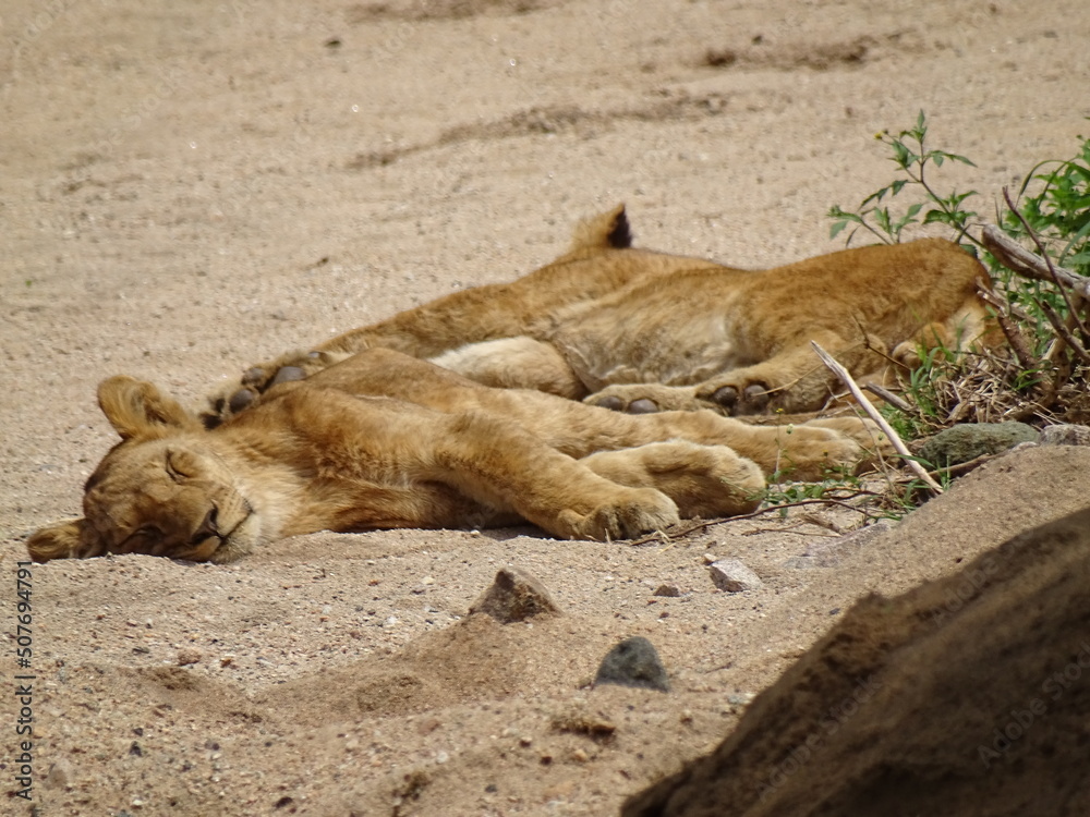Naklejka premium Löwen