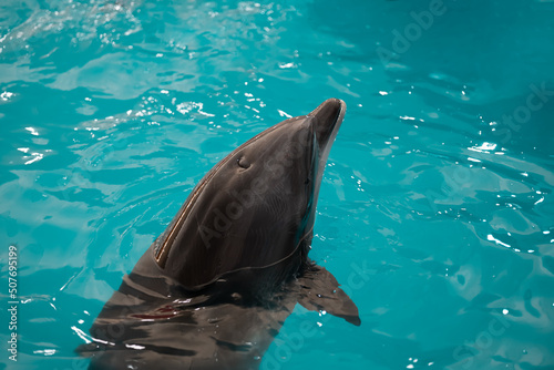 a beautiful dolphin sticks its snout out of the water and tries to get oxygen