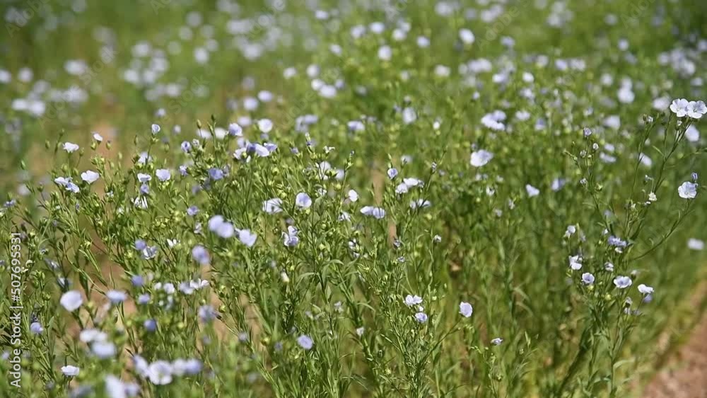Medicinal plant Flax (Linum Usitatissimum) grows in an agricultural field Medicinal plant Flax (Linum Usitatissimum) grows in an agricultural field