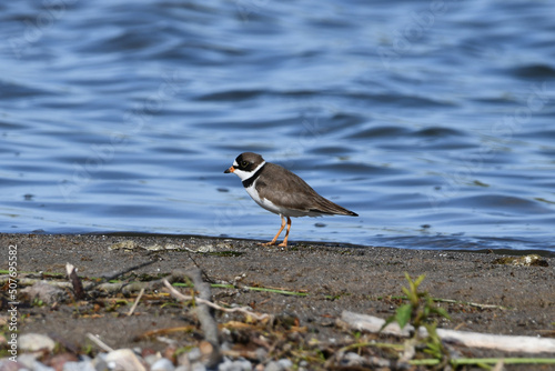Semipalmated Plover standing on the shore of Lake Ontario