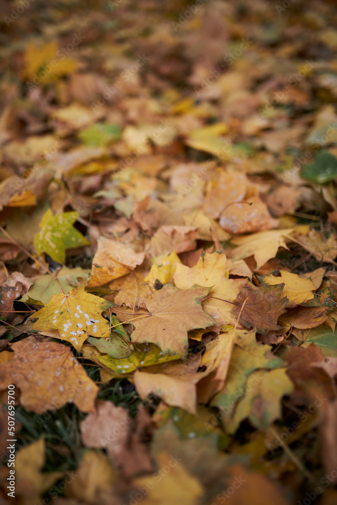 Dry leaves lie on the floor. Autumn leaves close up. Background of yellow leaves Dry leaves lie on the floor. Autumn leaves close up. Background of yellow leaves