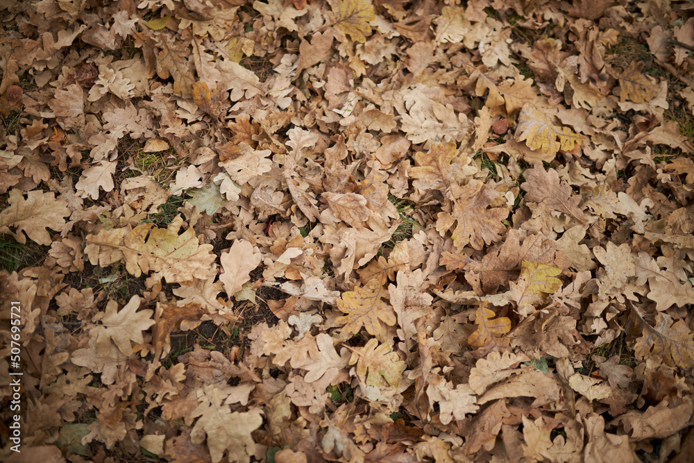 Dry leaves lie on the floor. Autumn leaves close up. Background of yellow leaves Dry leaves lie on the floor. Autumn leaves close up. Background of yellow leaves