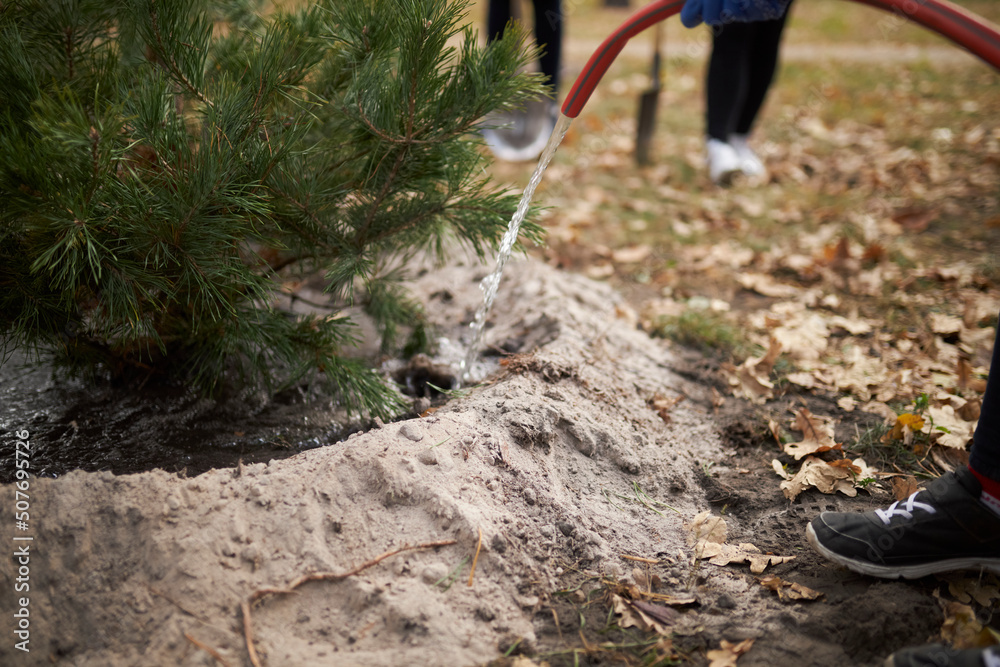 Naklejka premium Watering trees. Tree planting process. Park improvement. 