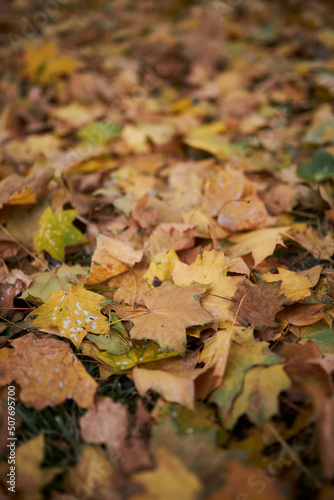 Dry leaves lie on the floor. Autumn leaves close up. Background of yellow leaves
