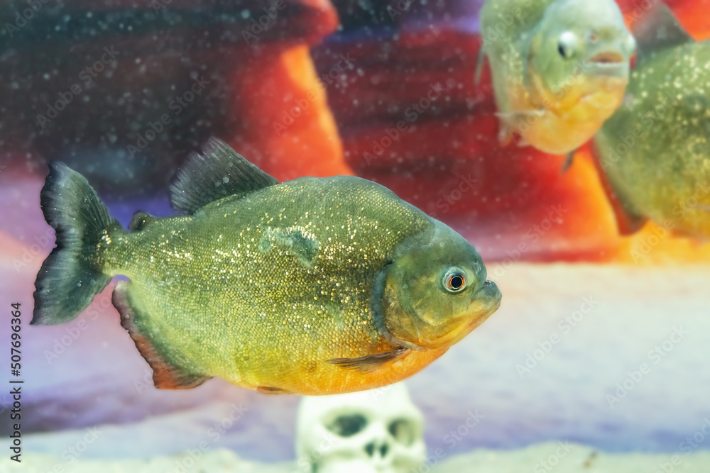 Dangerous predatory fish piranha swims in the aquarium. Pygocentrus nattereri Dangerous predatory fish piranha swims in the aquarium. Pygocentrus nattereri