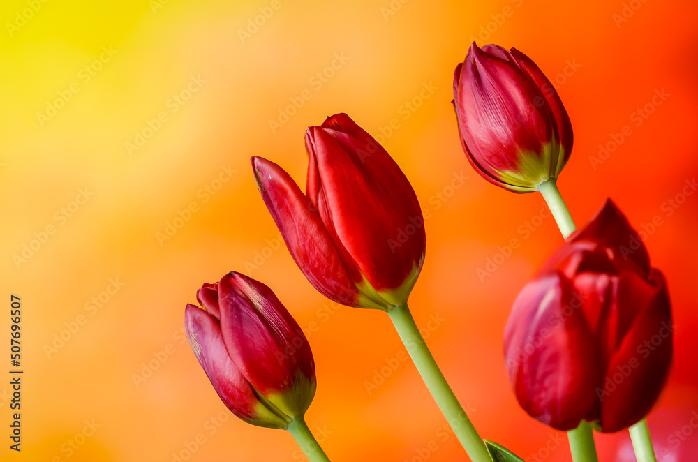 red tulips on a blurry background red tulips on a blurry background
