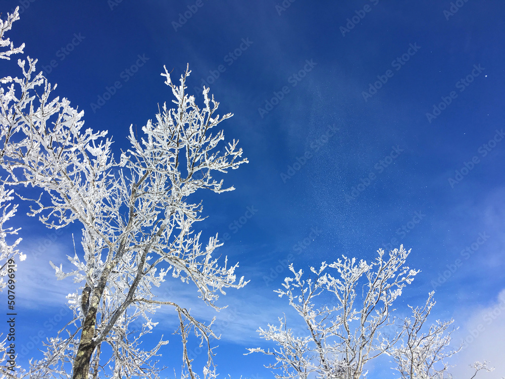 樹氷と青空　菅平スキー場
