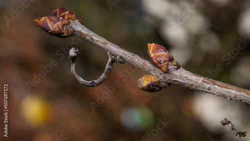 Raupe von einem Birkenspanner