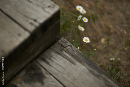 Field small daisies in the meadow. Floral background of daisies. Lovely cute daisies close up 