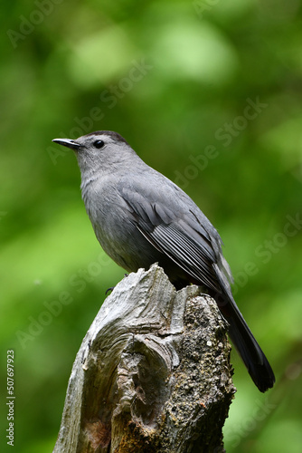 Gray catbird perched on a stump in the forest photo