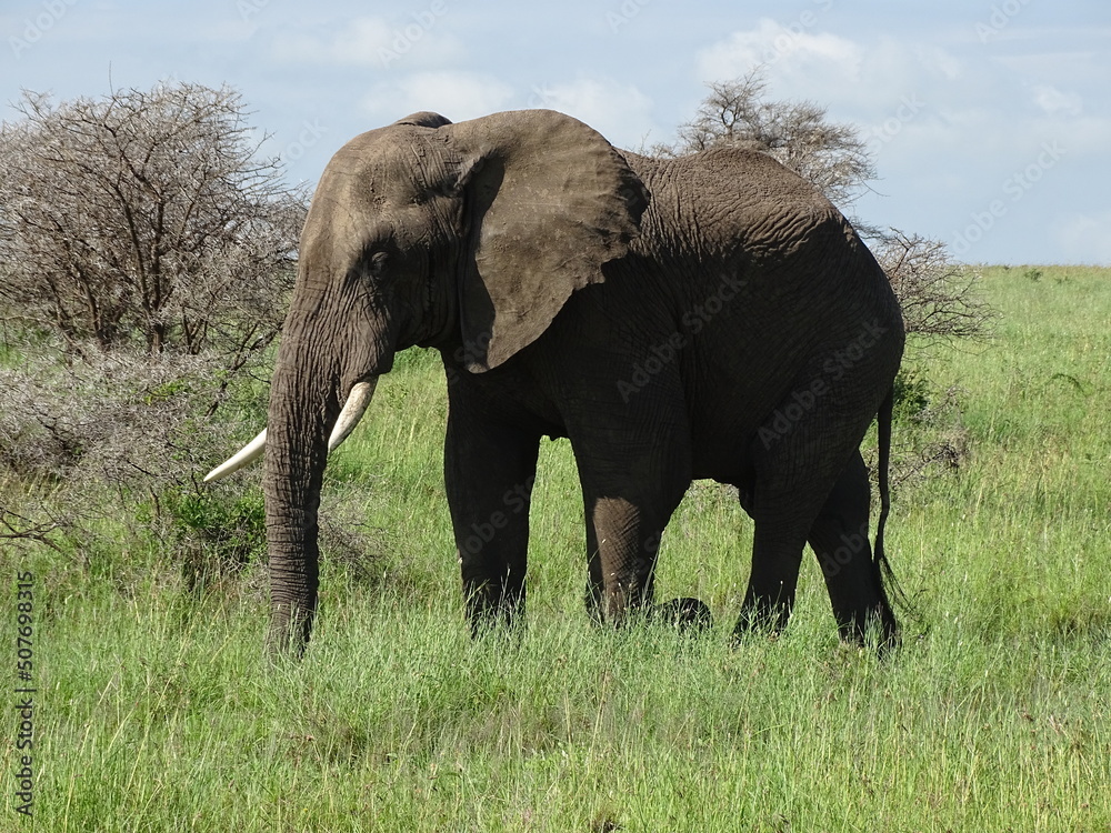 Fototapeta premium Elefant