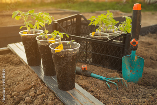 Planting potted seedlings in wooden raised beds in spring. Using a mixture of biohumus, compost and peat to improve soil fertility. Doing organic farming concept. High quality photo photo