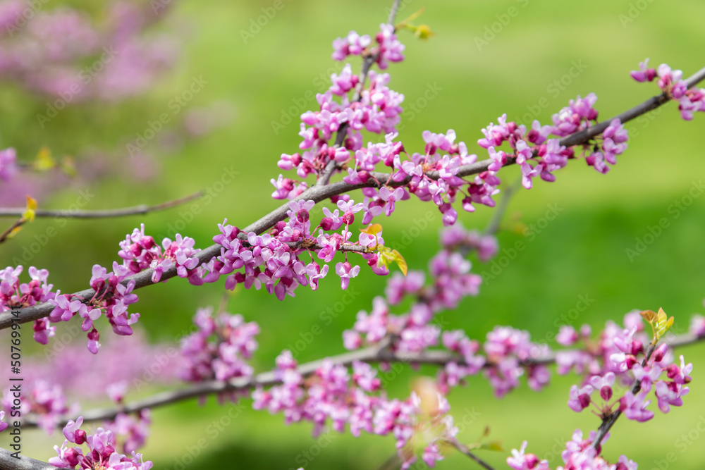 Branches of a redbud tree that is in full bloom with beautiful pink spring flowers.