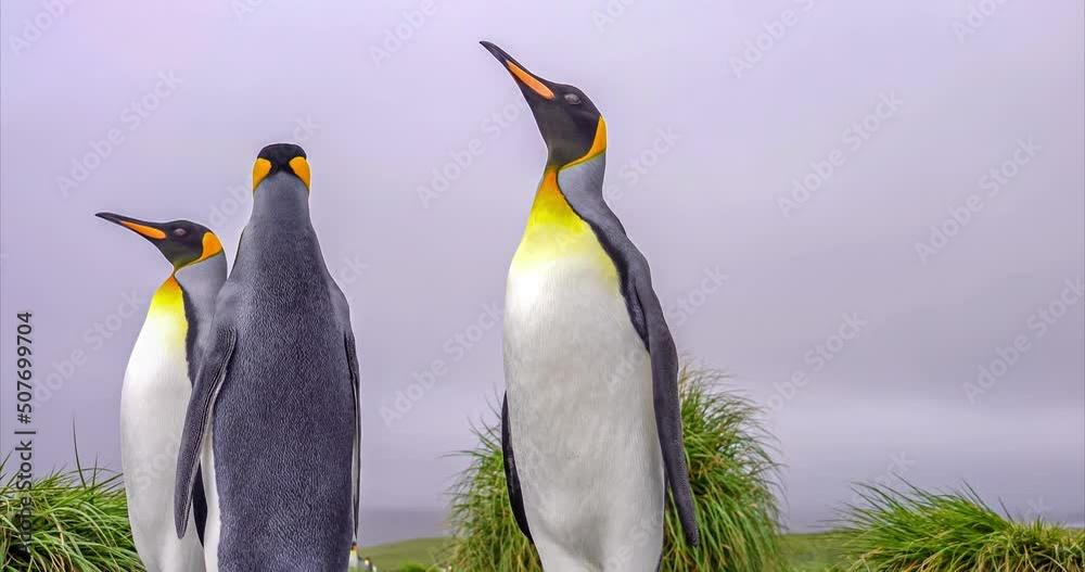 Gruppe von 5 Königspinguinen (APTENODYTES PATAGONICUS) auf Süd Georgien