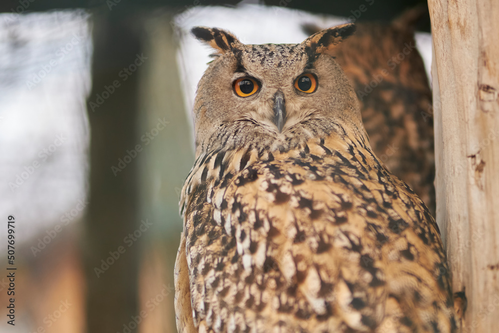 Fototapeta premium Eagle owl close up. Beautiful bird owl. The owl looks into the camera.