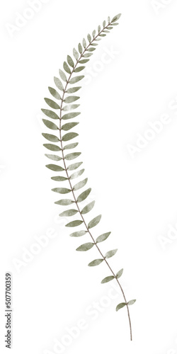 Watercolor trendy asplenium plant. Vector illustration for web, app and print. Elegant feminine shape floristic isolated leaf. Garden, botanical, minimalistic floral element.