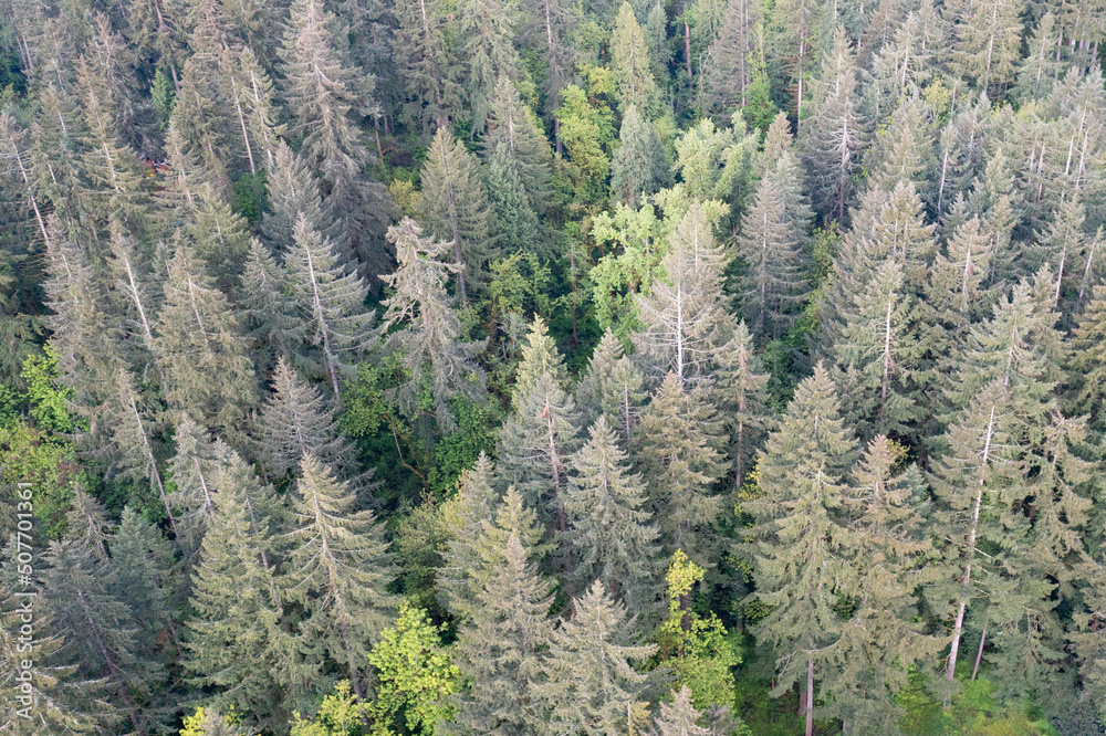 Obraz premium Oregon is home to some of the world's most beautiful and productive forests. The expanse of forests thrive due to the geology, geography, and climate found in this west coast region.