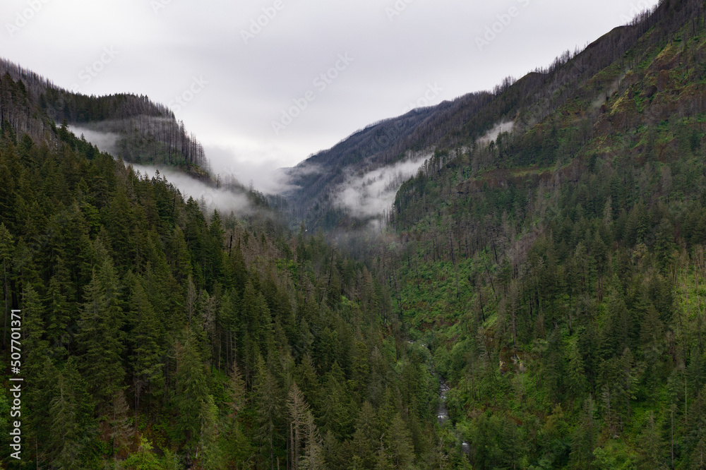 Mist drifts over the extensive forest bordering the Columbia River Gorge in Oregon. The expanse of forests thrive due to the geology, geography, and climate found in this west coast region.