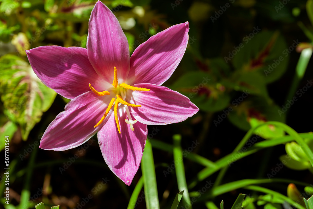 Delicate flower called west wind, originally from South America in organic garden in Central America, Guatemala, plant with lots of pollen and in full photosynthesis. Delicate flower called west wind, originally from South America in organic garden in Central America, Guatemala, plant with lots of pollen and in full photosynthesis.