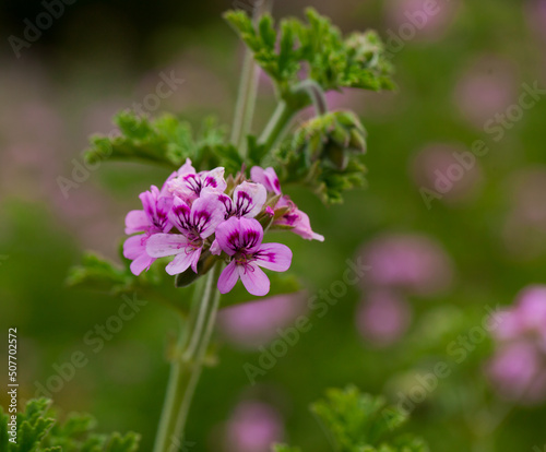 Image of grassy plant Geranium meadow at sunny day, nobody
