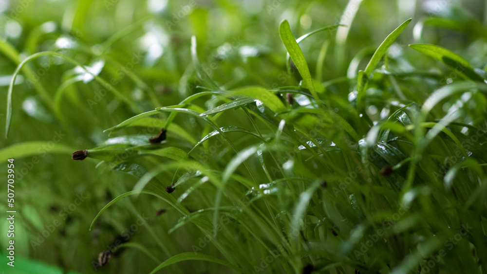microgreens microgreens