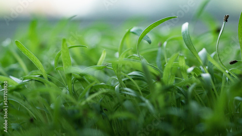 microgreens