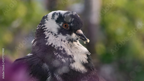 pigeon