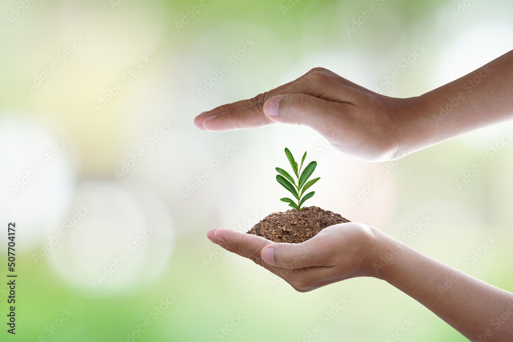 World Environment Day.human hand protecting tree with sunlight on green nature background. World Environment Day.human hand protecting tree with sunlight on green nature background.