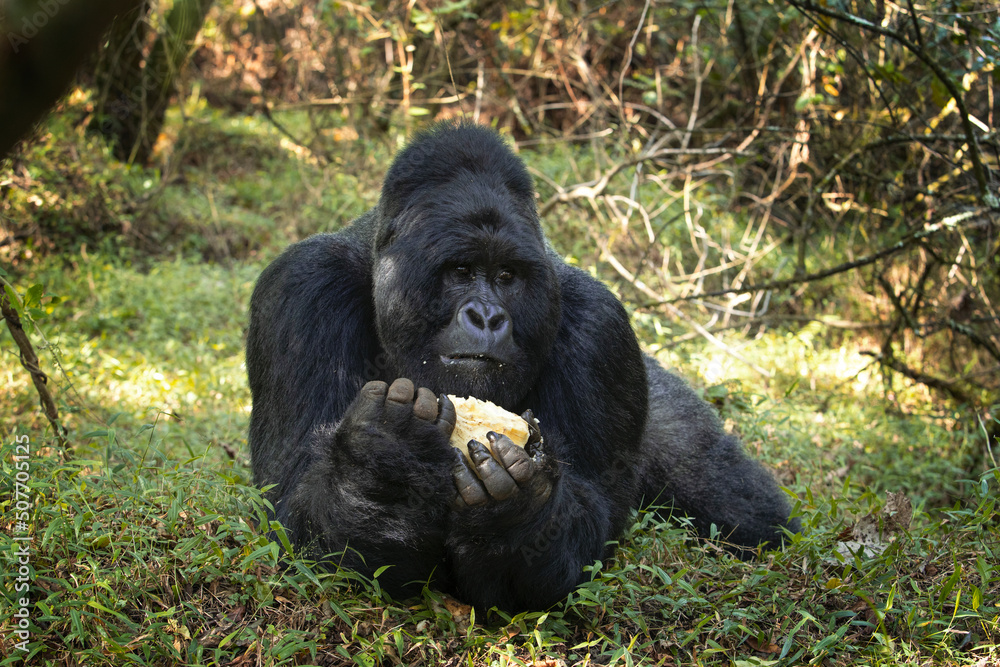 Mountain gorilla is eating in the forest. Strong silverback in the Mgahinga National Park. Primates in Uganda. 