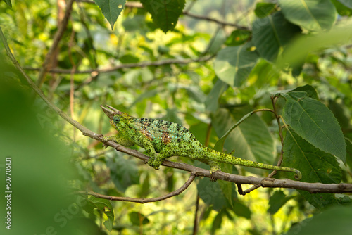 Johnston s chameleon is climbing on the branch. Three horned chameleon in the african rain forest. Secret african animal. 