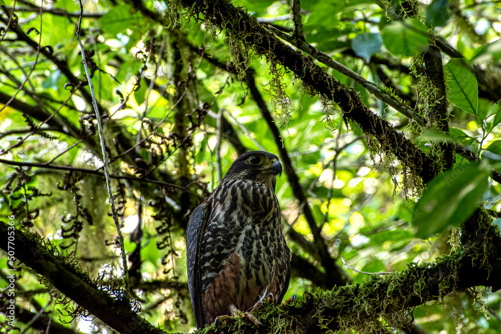 New Zealand Falcon, Kārearea or Kāiaia; Falco novaeseelandiae, Lake Brunner New Zealand Falcon, Kārearea or Kāiaia; Falco novaeseelandiae, Lake Brunner