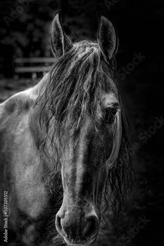 Um cavalo sem nome em preto e branco