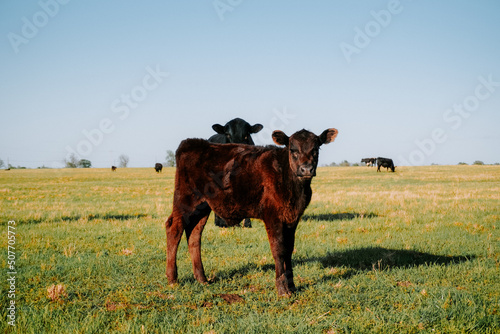 calf in a field 