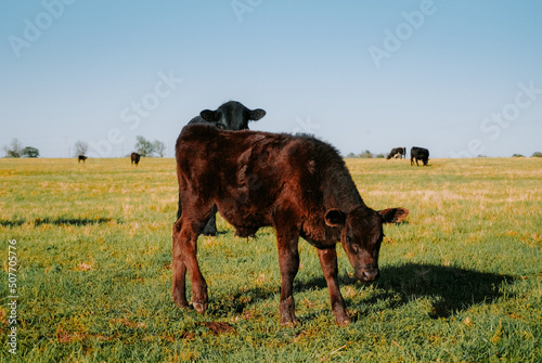 calf in a field 