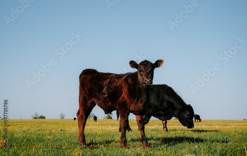 calf in a field 