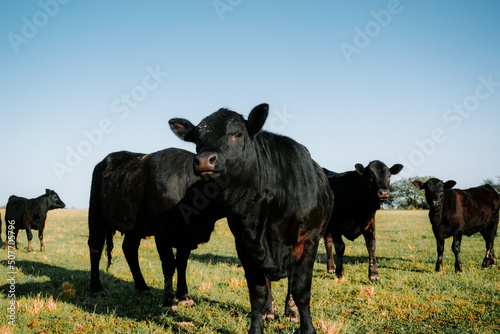 cows in a field 