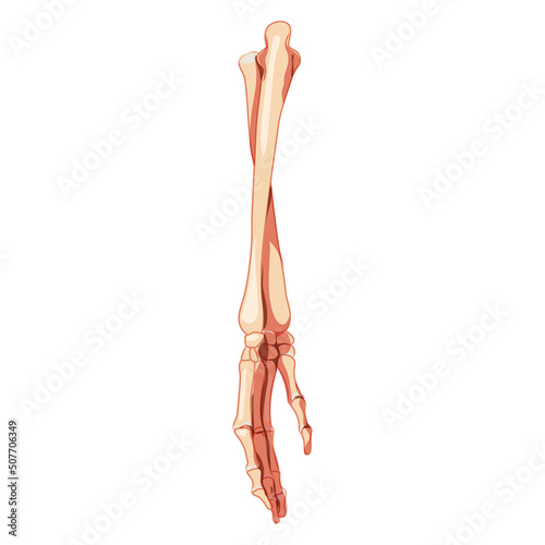 Forearms Skeleton Human back Posterior dorsal view. 3D ulna, radius, hand, carpals, wrist, metacarpals, phalanges Anatomically correct realistic flat Vector illustration isolated on white background