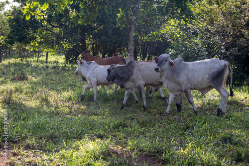Terneros en el campo Panamá