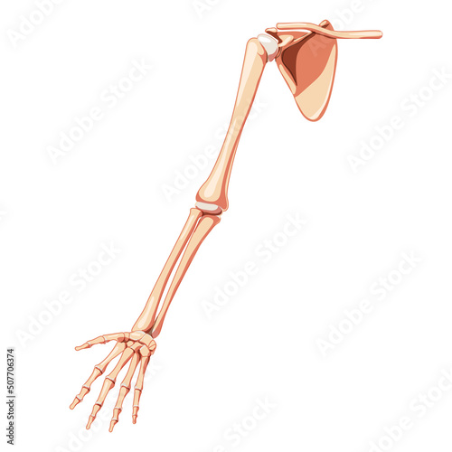 Upper limb Arm with Shoulder girdle Skeleton Human front view. Set of Anatomically correct realistic flat natural color concept Vector illustration of anatomy isolated on white background