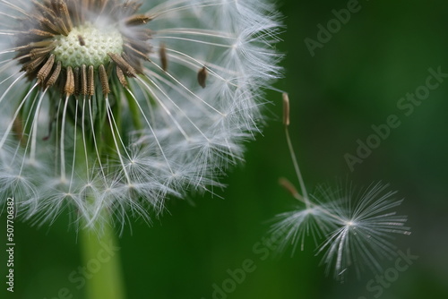 Close up macro image of dandelion seed heads with delicate lace-like patterns. Detail shot of closed bud of a dandelion in green grass.